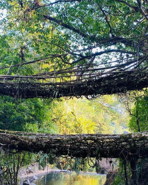 The double-decker root bridge in Meghalaya. 