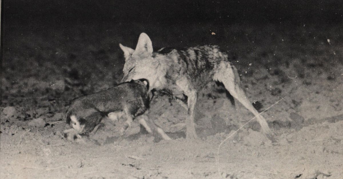 SP Shahi, the forest officer who saved wolves from extinction, also took their first photographs in the wild in Mahuadanr.
