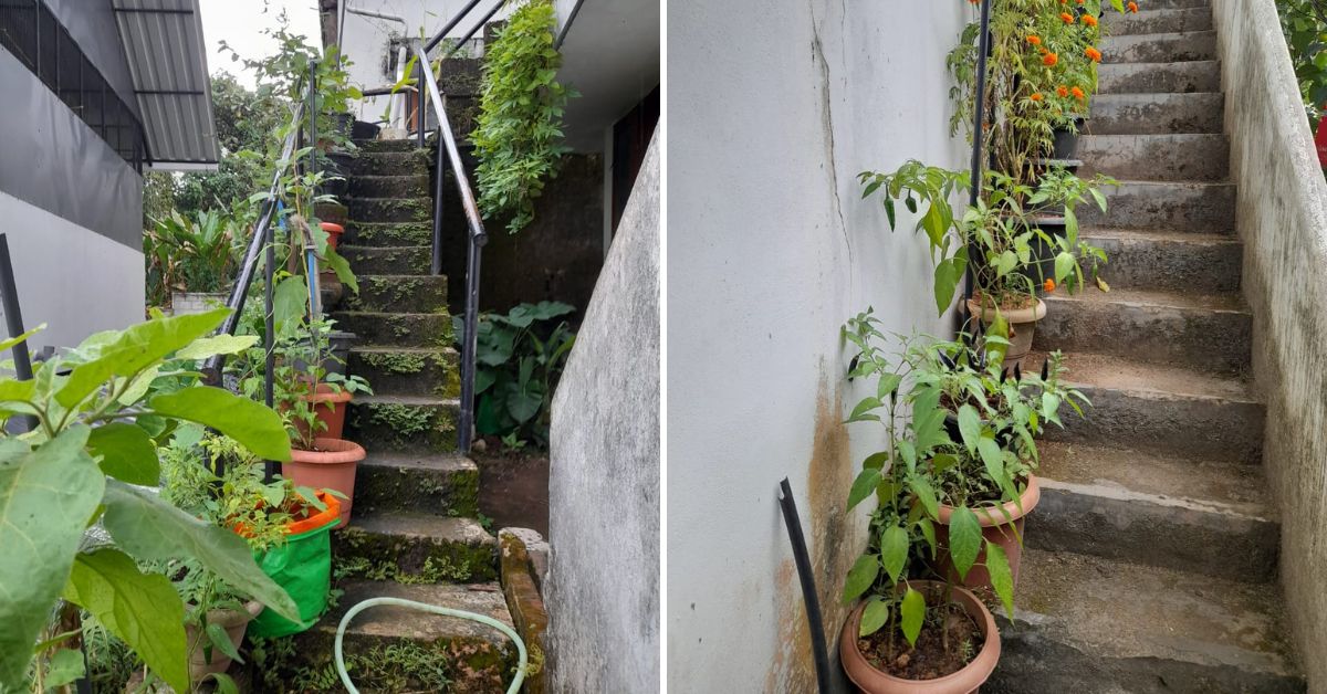 Mini Sreekumar menanam tanaman di tangga dan bahkan di kerai.
