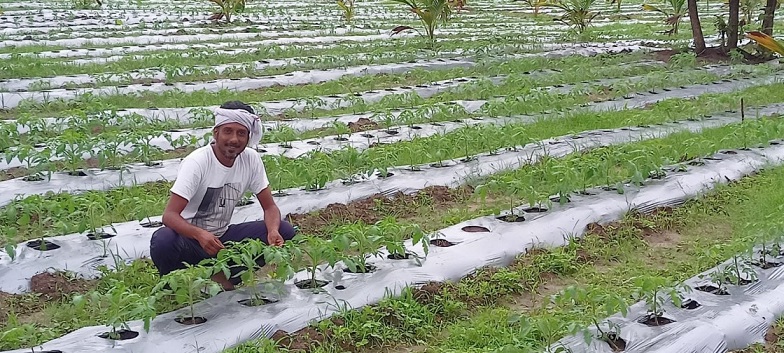 Petani Nkerala Nishad di pertaniannya di Cherthala Alappuzha