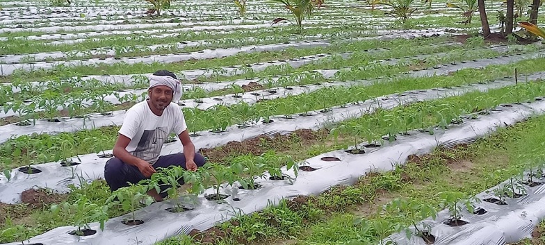 Nkerala farmer nishad in his farm in cherthala alappuzha