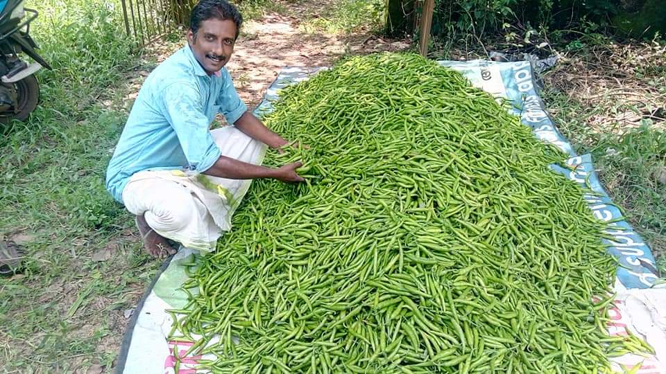 harvesting peas from marari fresh farm