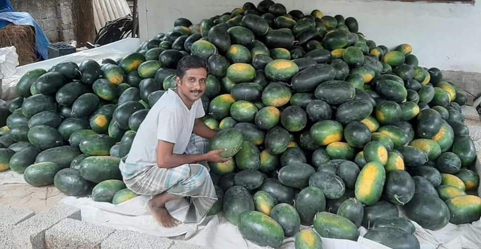 watermelon harvest in nishad's marari fresh faarm