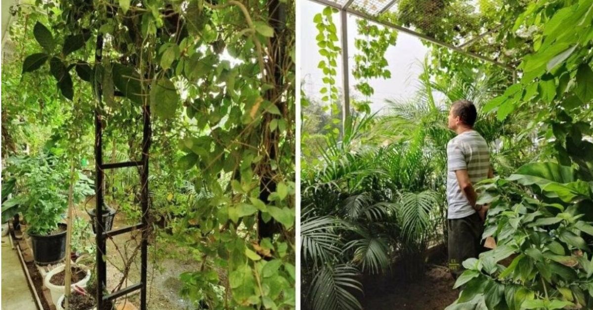 With Over 100 Fruits & Veggie Plants, Engineer Has Turned Noida Home Into Mini Jungle