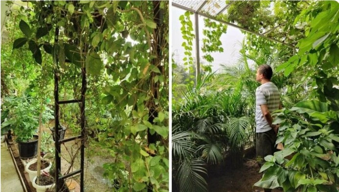 taman rumah insinyur akshay di Noida yang dipenuhi tanaman merambat, pohon buah-buahan, dan tanaman berbunga