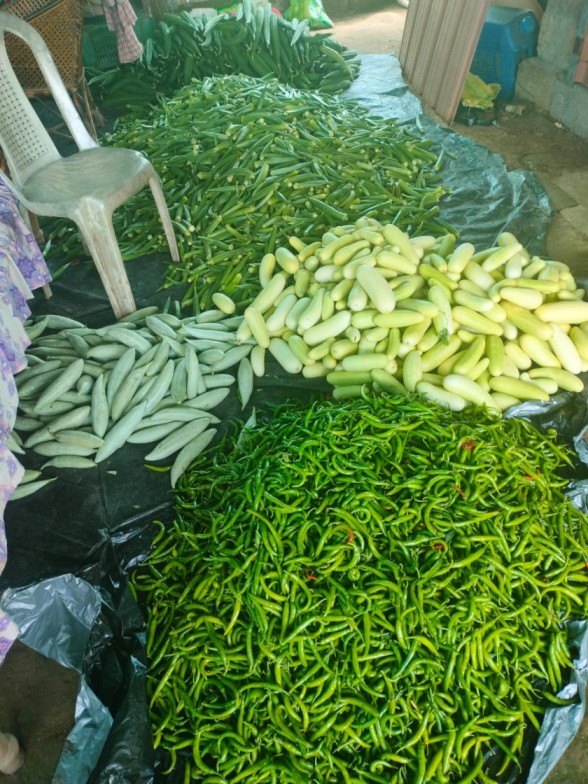 A part of the vegetable harvest