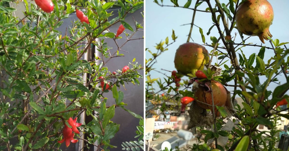 Pomegranate trees on Lizy John's terrace garden