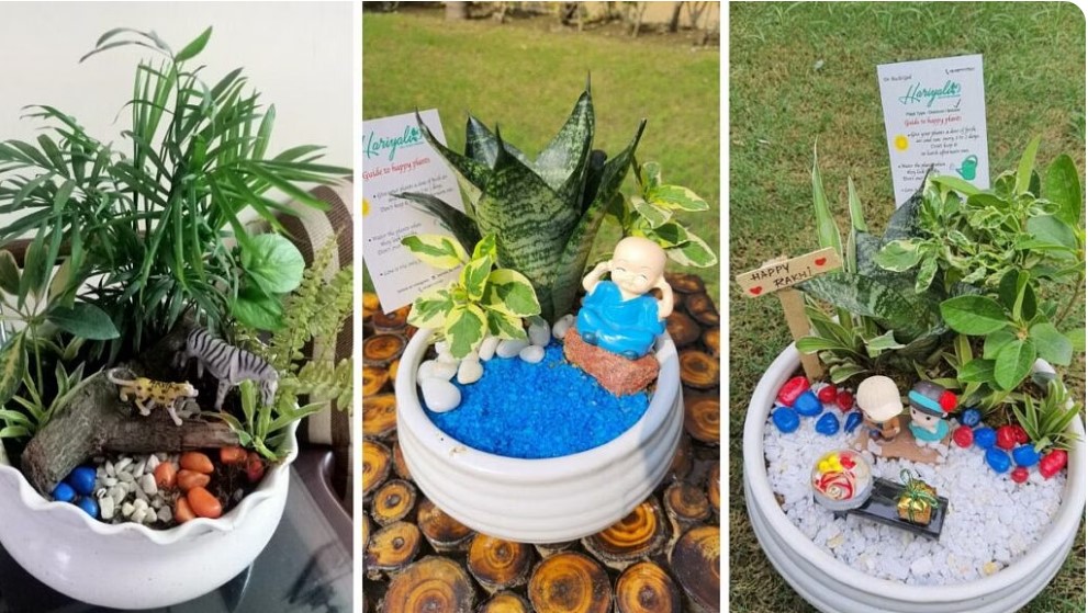 The tray plants, as gifts made by ruchi goel the gardener