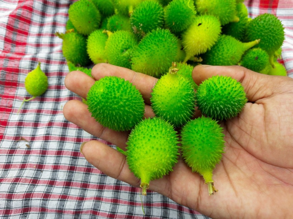 health benefits of spiny gourd