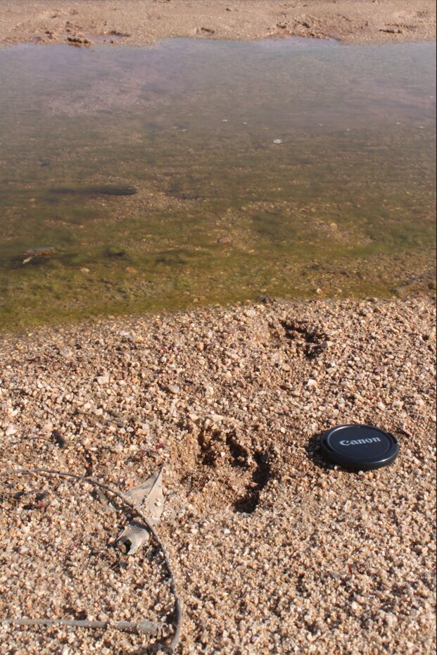 Here's the footprint of Indian grey wolves, which SP Shahi, the forest service officer, helped save from extinction 