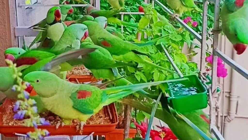 Parrots in Smita Pasalkar's garden flock to the place to eat the bird feed