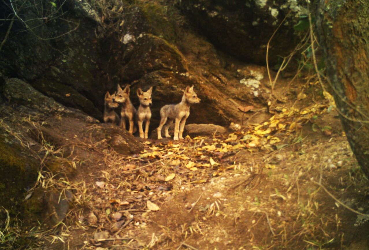 SP Shahi, the legendary forest officer, set up the Mahuadanr Wolf Sanctuary, to protect endangered Indian grey wolves. 