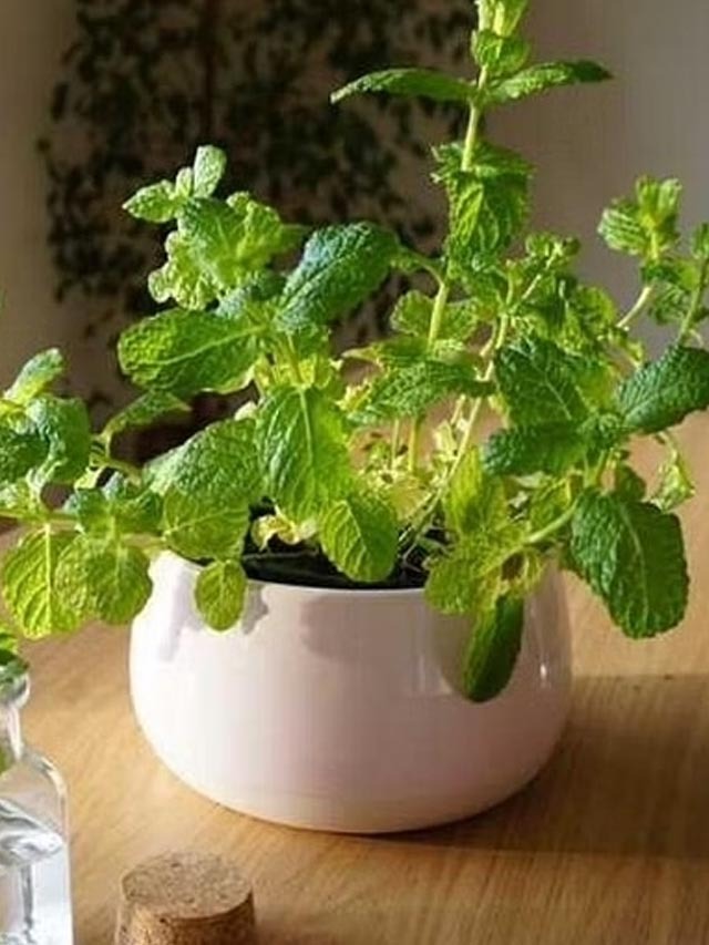 ws_-_dengue_cases_-_poster_image