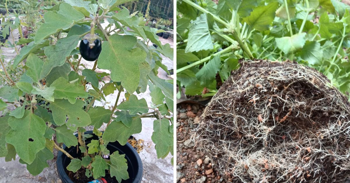 A brinjal plant at Hari's garden (left). Root formation in one of the plant's grown in the potting mix (right)