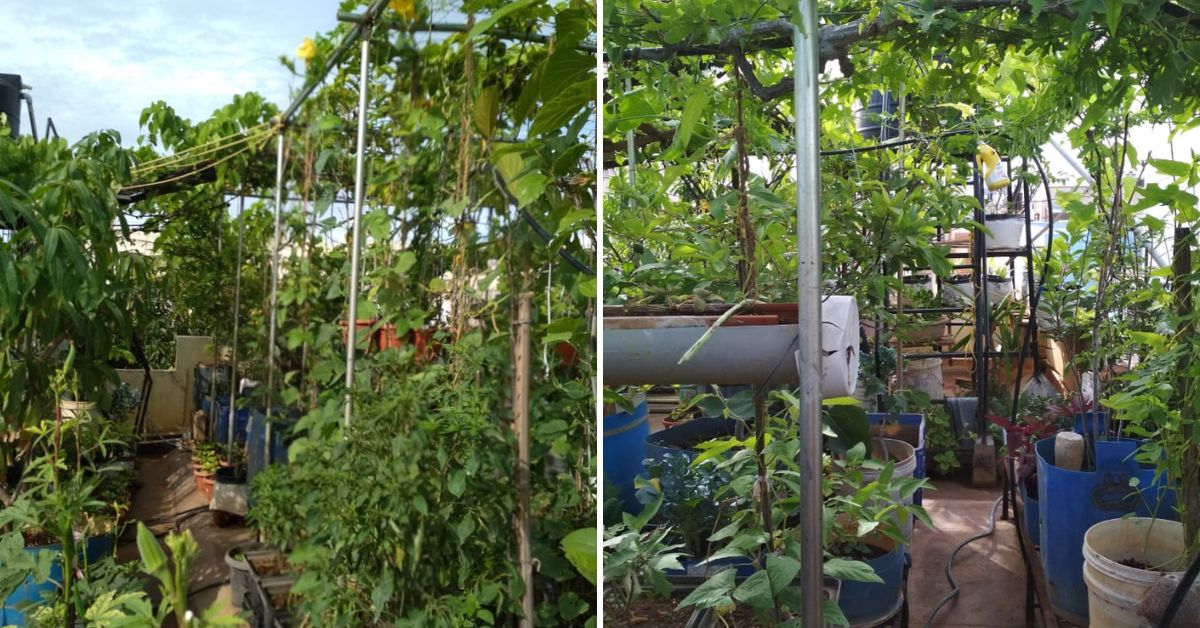 A view of Lizy John's terrace garden