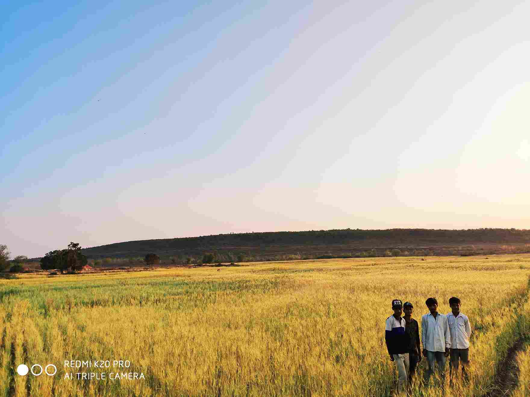 Wheat crop at the organic farm started by Sudhanshu Sharma and Susmita Roy