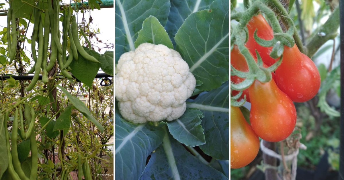 Beans, cauliflower and tomatoes on Lizy's garden