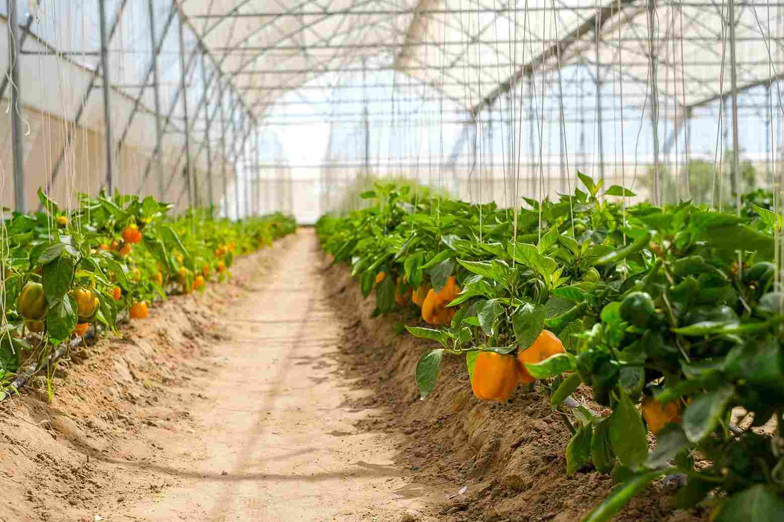 At MharoKhet, exotic vegetables such as chamomile, cherry tomatoes, oregano, oyster mushrooms, are grown