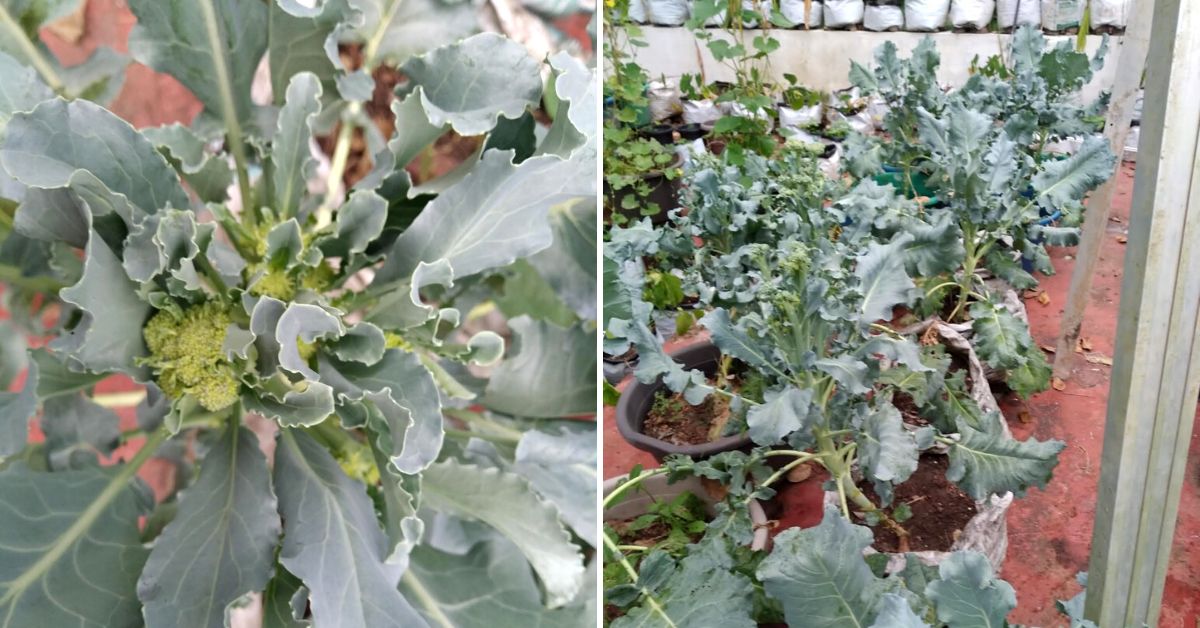 Broccoli at Rema Devi's terrace