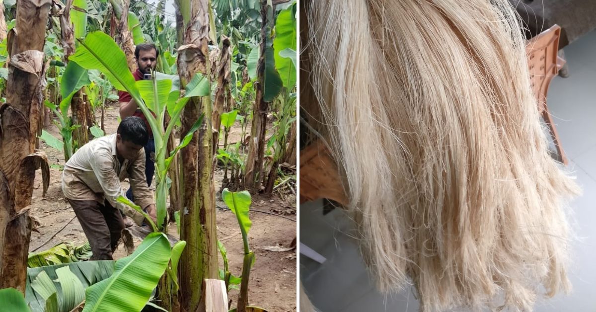 Cutting banana stems (left) for processing into fibres (right)