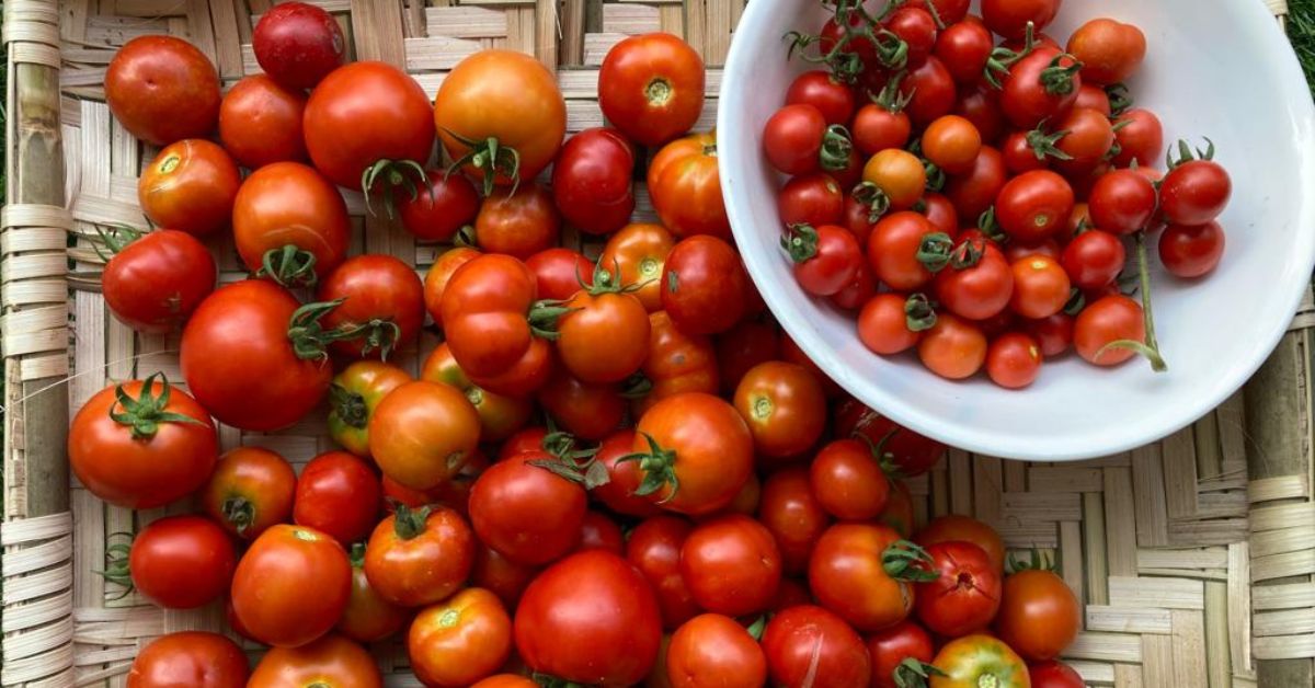 Tomat segar dipanen dari kebun teras Rema