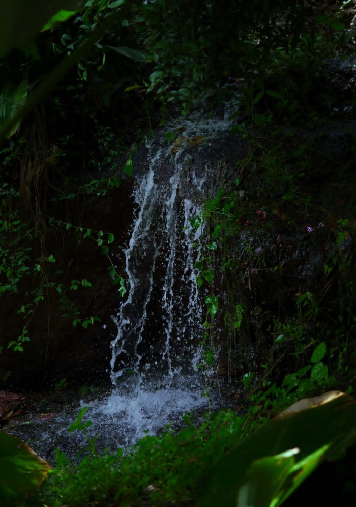 musthafa created dense forest in city green ara karipur