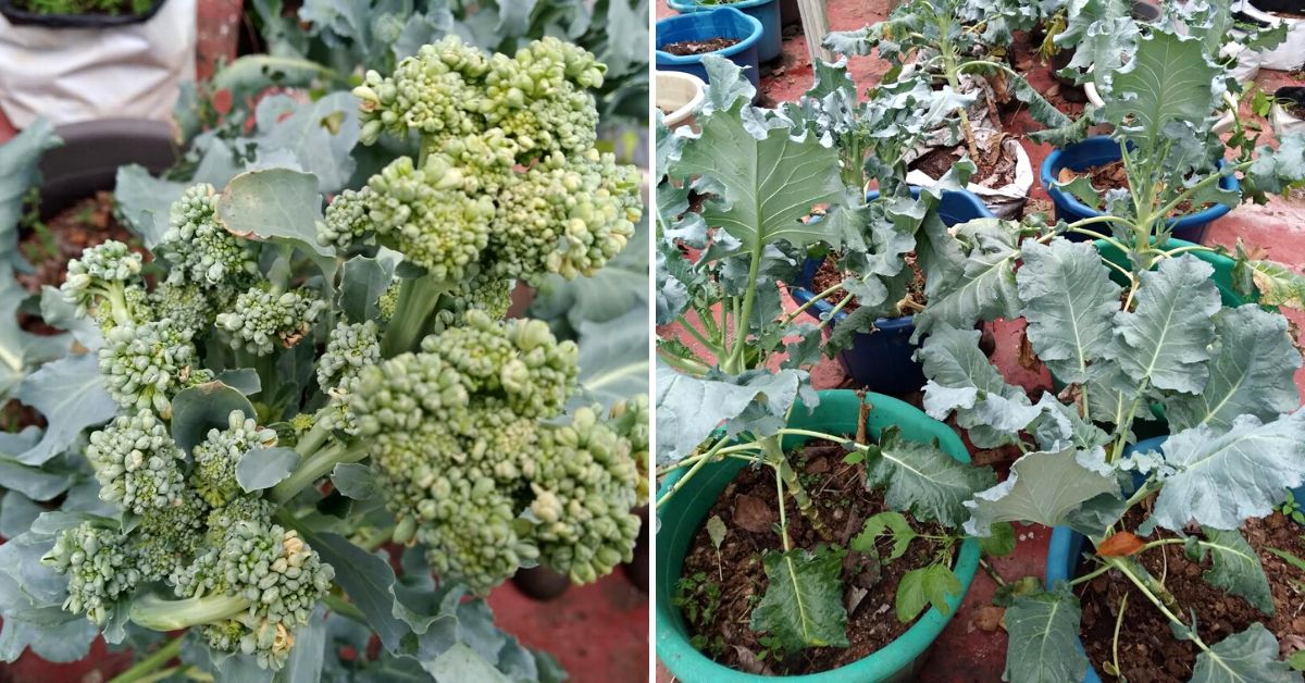 How to grow broccoli at home
