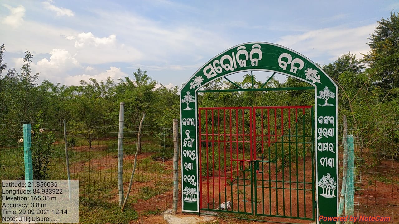 Daily wager and forest watcher Saojini Mohanta had a patch of forest named after her.