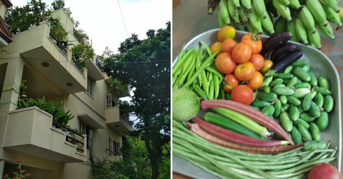 Rumah Lizy John di Bengaluru (kiri) dan panen sehari dari kebun terasnya (kanan)