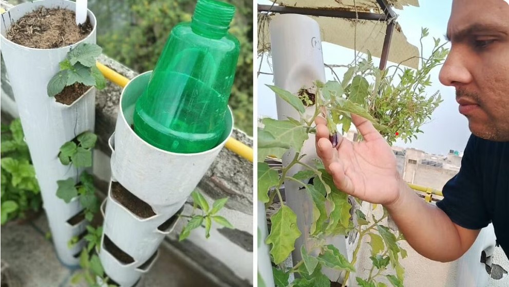 Mithilesh's PVC pipe garden