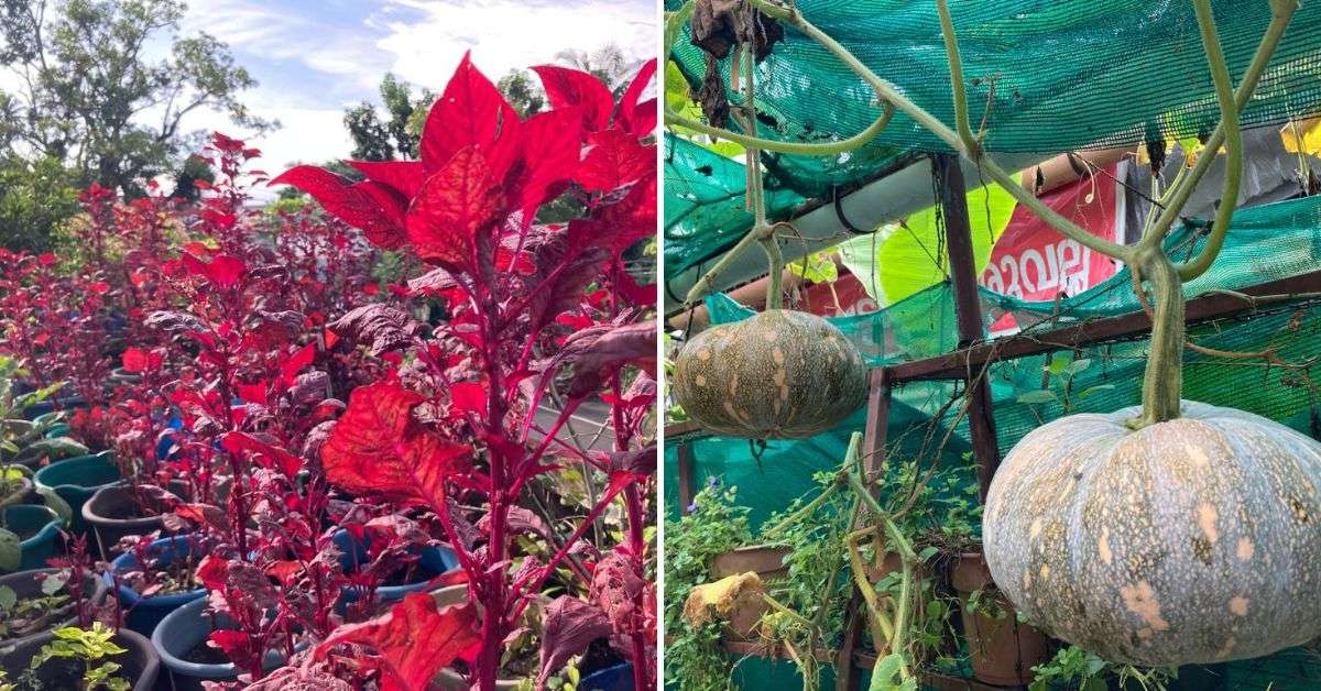 Organically grown spinach and pumpkin at Rema's garden.