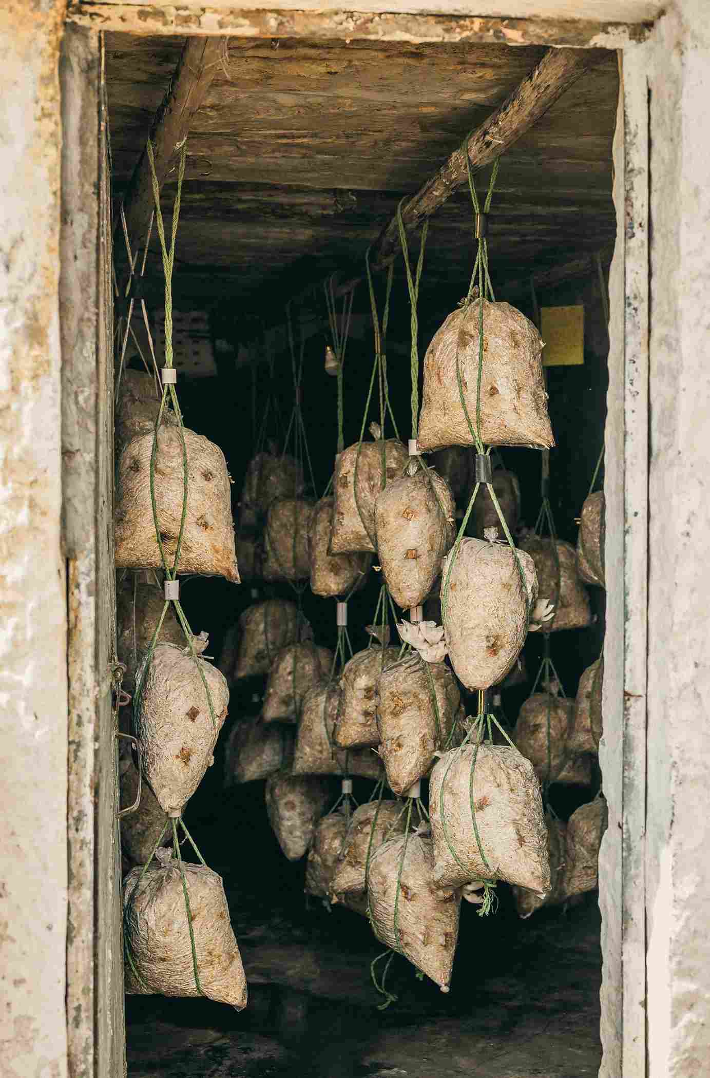 Oyster mushrooms grown at MharoKhet