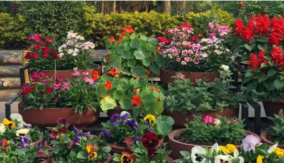 flowering plants in the garden in patna