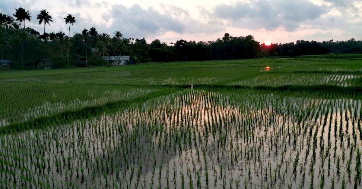 Couple's paddy cultivation at Vellangallur panchayat in Thrissur, Kerala