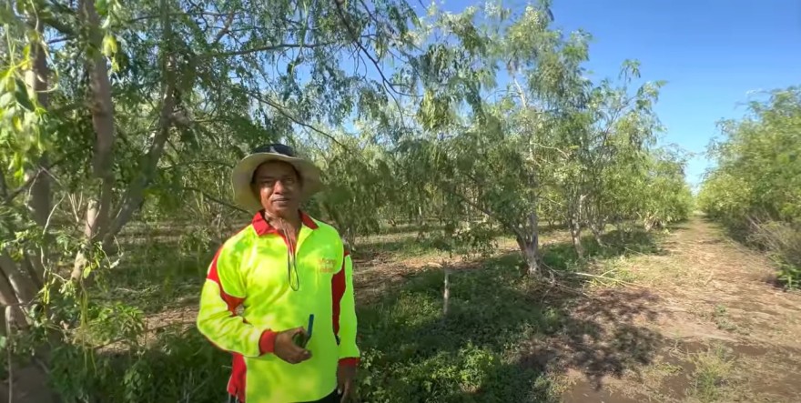 Sajan Sasi in his moringa farm in Ayr village