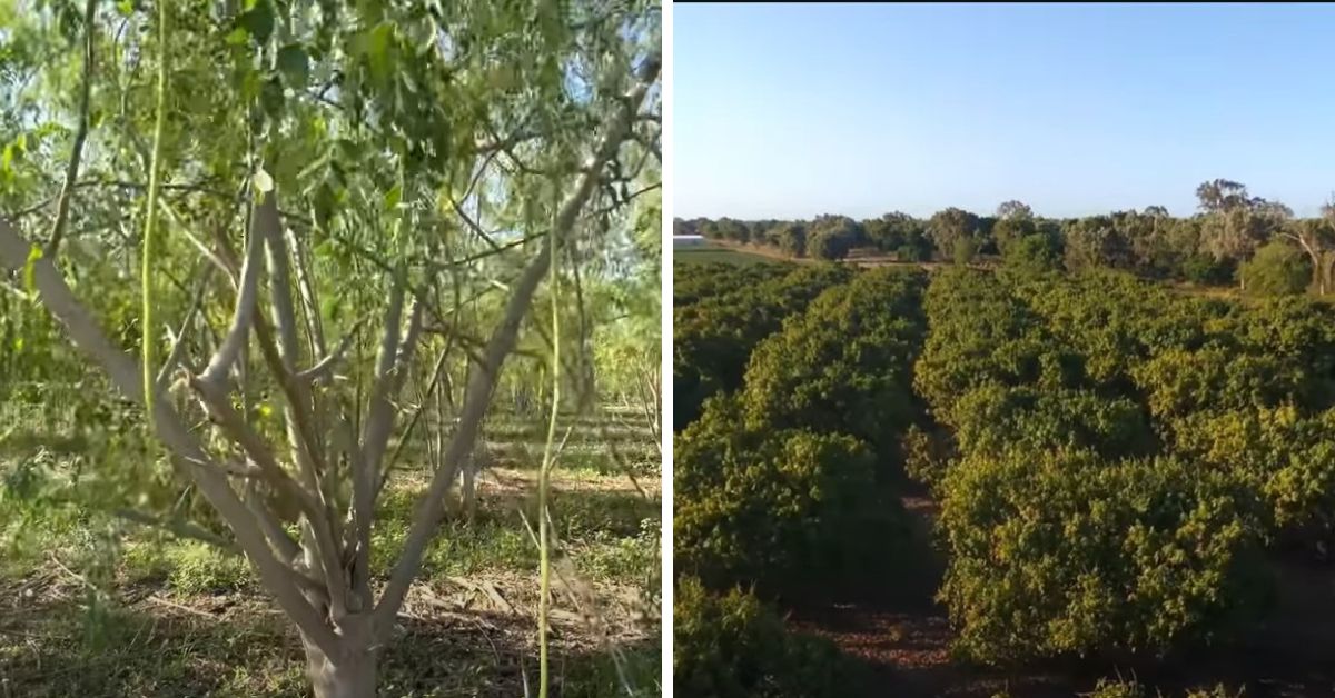 Moringa and mango farm of Sajan