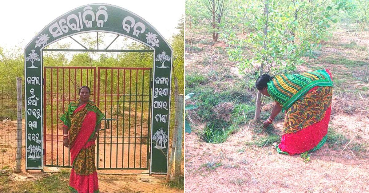 Daily wager and watcher Sarojini Mohanta creates a forest out of barren land
