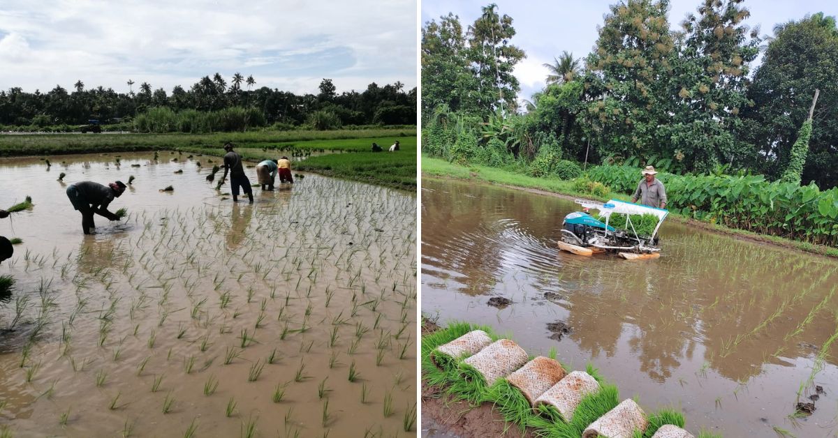 Sowing rice manually (left) and using a rice-sowing machine (rigth) 