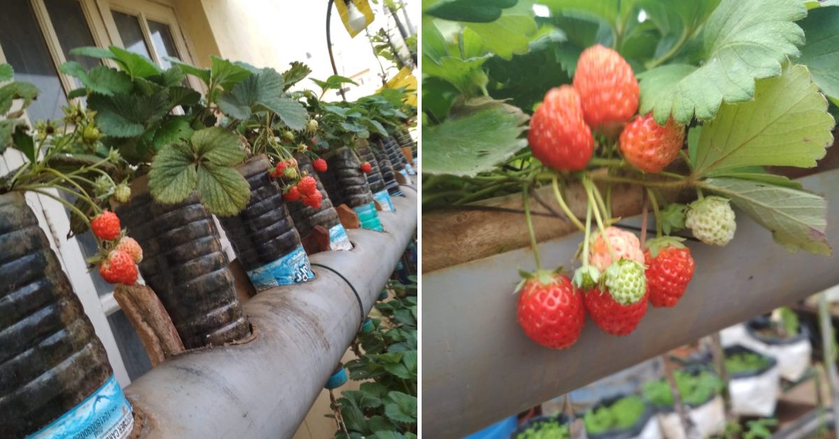 Strawberries growing in plastic bottles and PVC pipes on Lizy's terrace garden.
