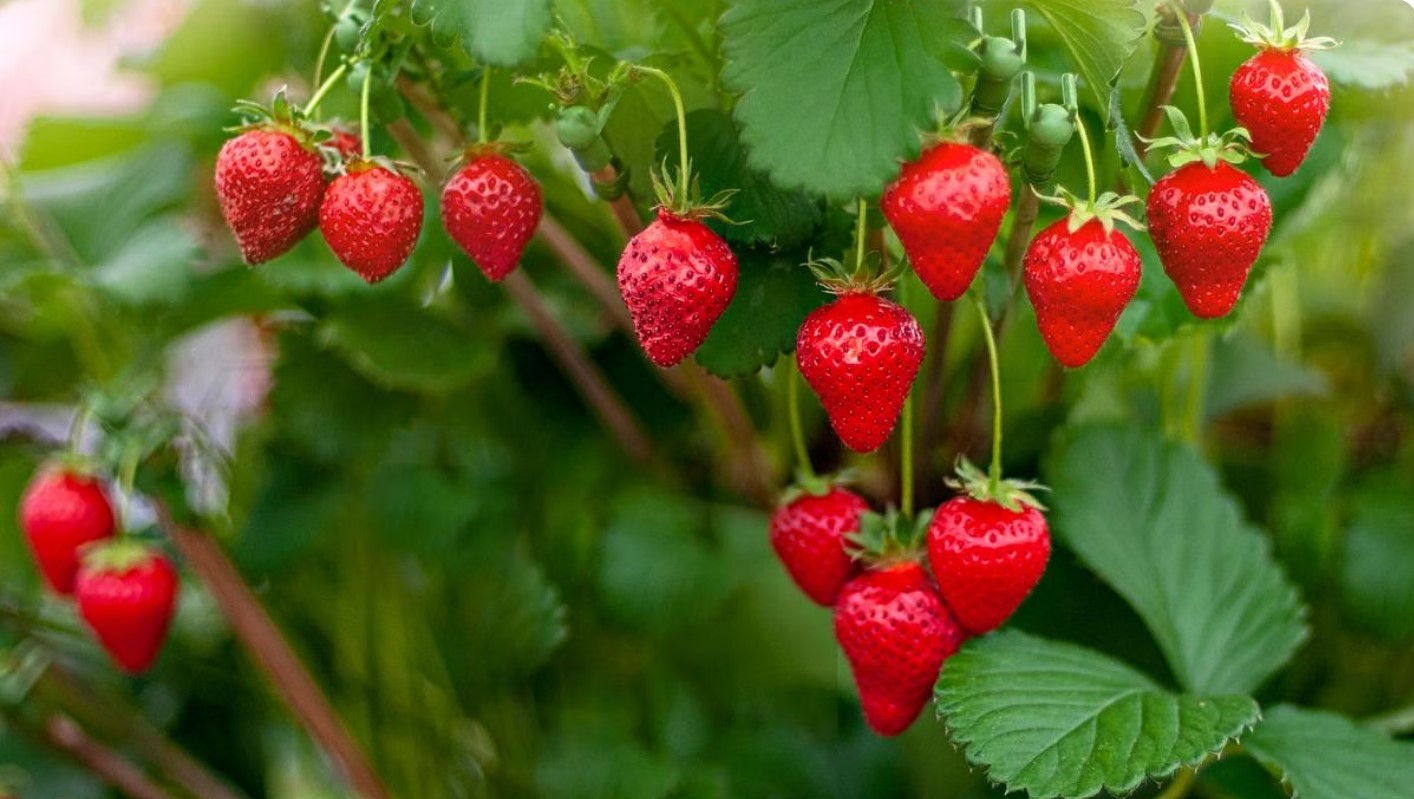 strawberry hoe to grow winter fruits