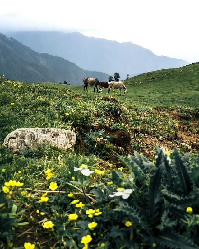 The lush green meadows at Dayara Bugyal