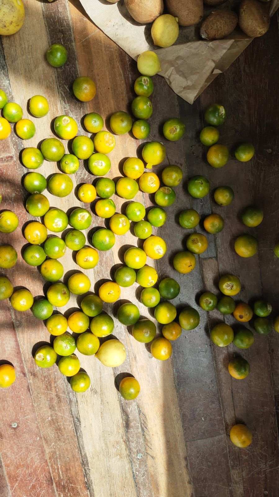 Pohon lemon, suppota, dan lainnya berlimpah di hutan makanan