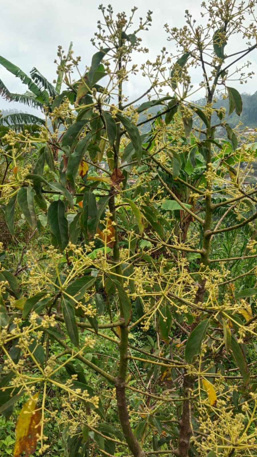 Avacado flowering in the food forest that George Manu has created