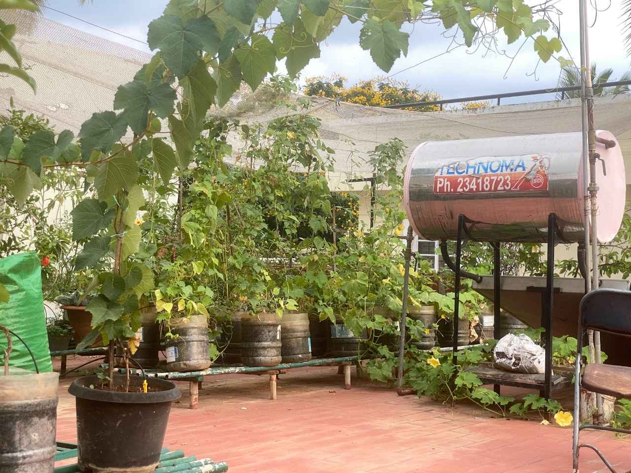 The terrace garden in full bloom filled with plants that the participants have grown through their Marali Mannighe tutorial.