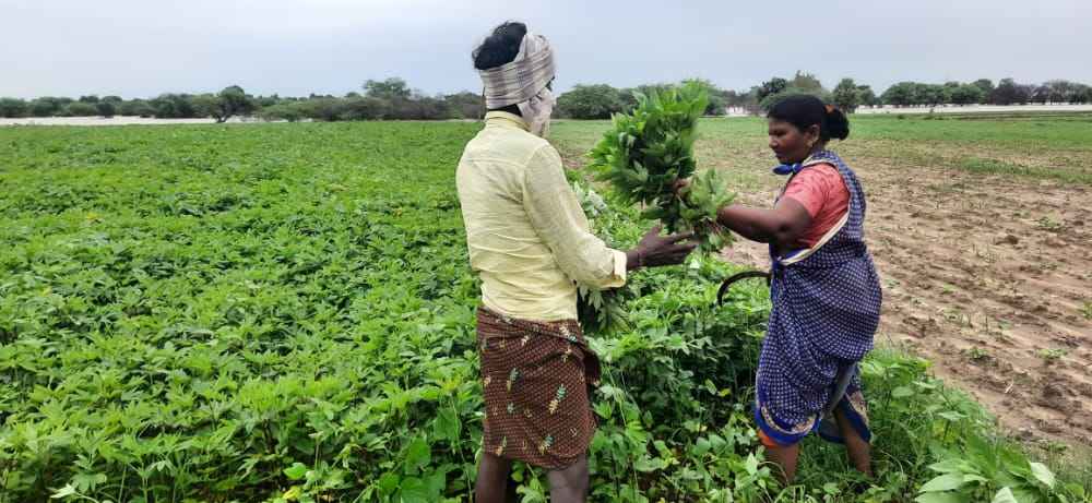 Petani dari desa-desa terdekat di Telangana menanam buah-buahan dan sayuran di ladang mereka