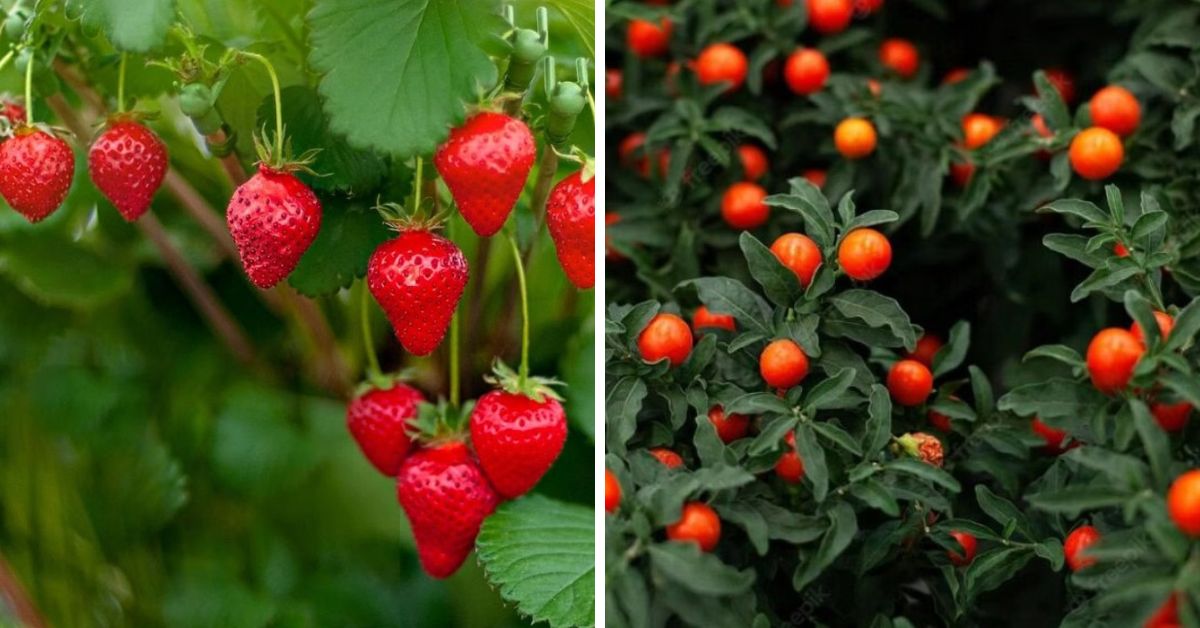 winter fruits to grow in pots