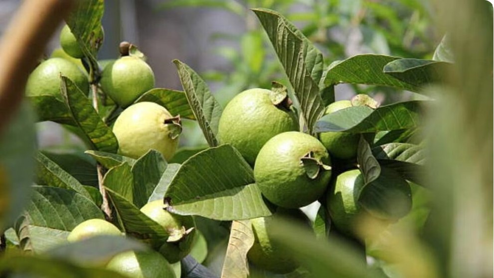 guava how to grow winter fruit