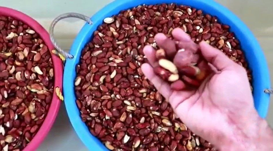 Homemaker Turns Jackfruit Seeds to ‘Coffee’, Payasam; Helps 100+ Farmers