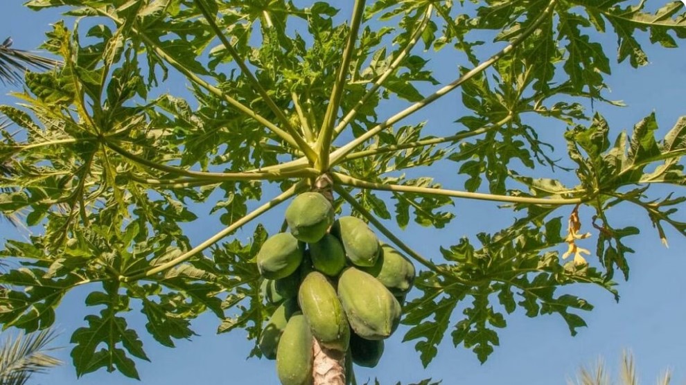 papaya how to grow winter fruits