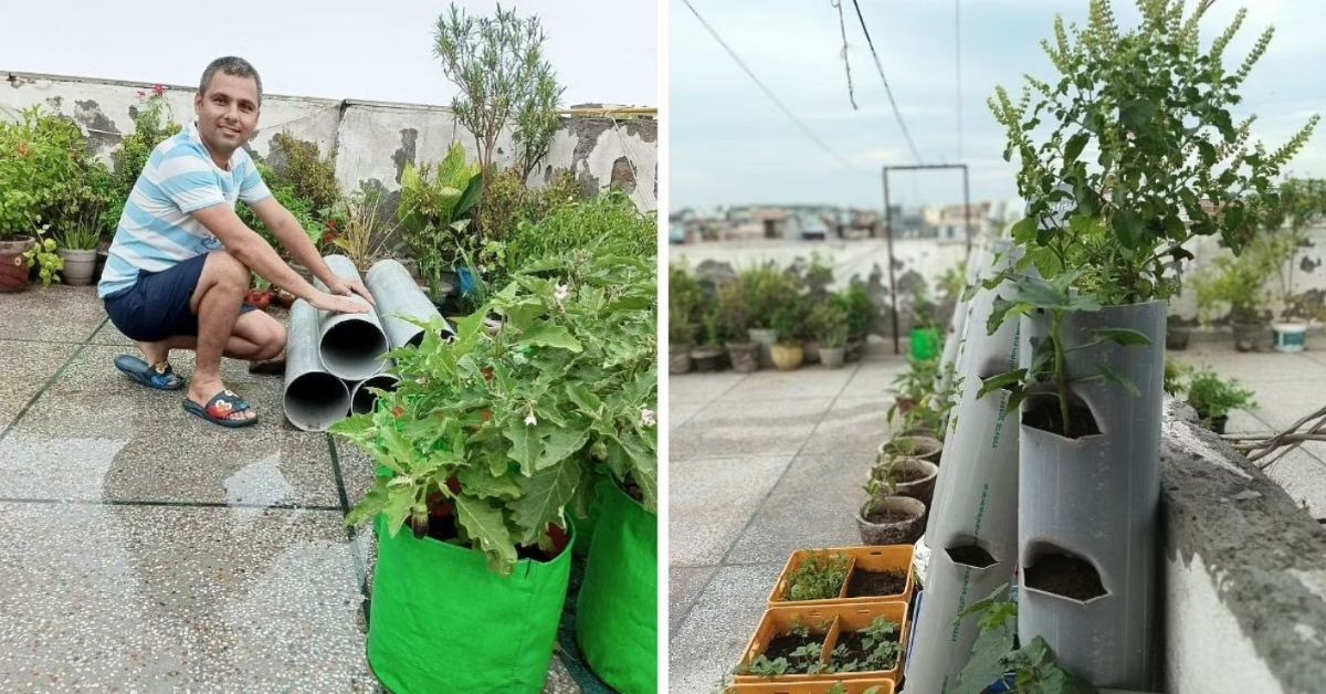 UP Man’s Startup Shows How to Grow Organic Veggies in PVC Pipes, Save Space & Money